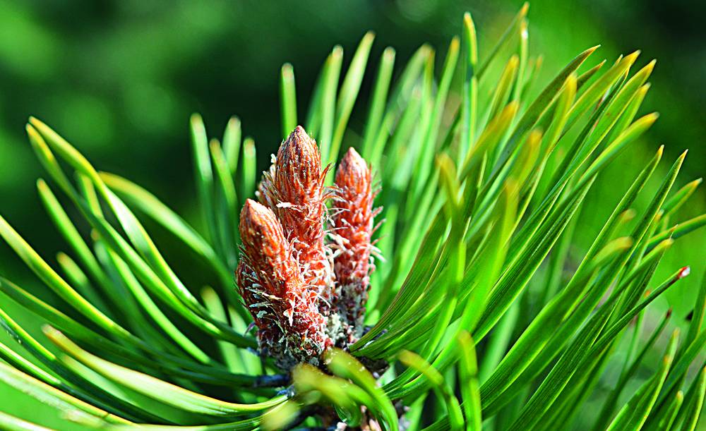 Priežu pumpuru tēja 50g