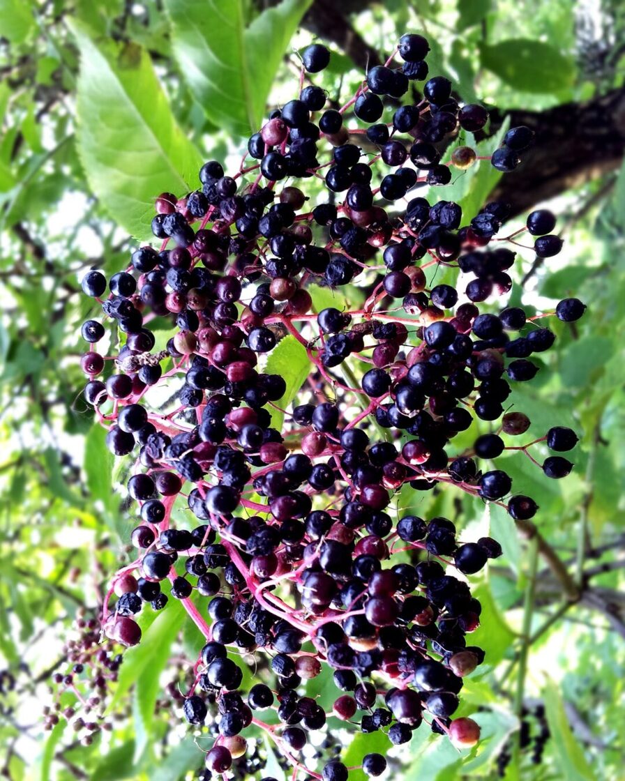 Elderberry tea 25g