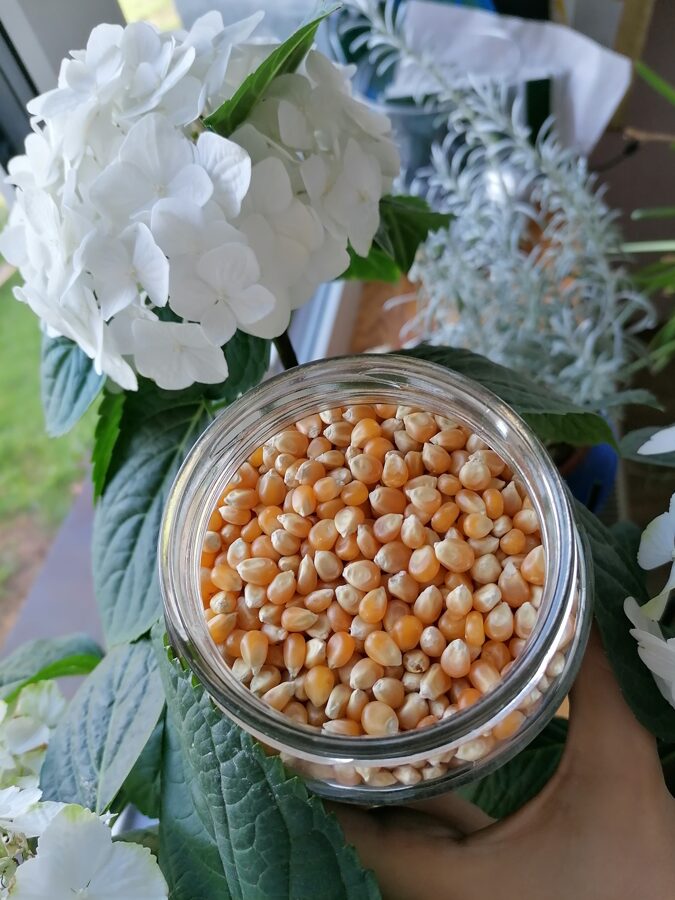 Popcorn - corn kernels 50g