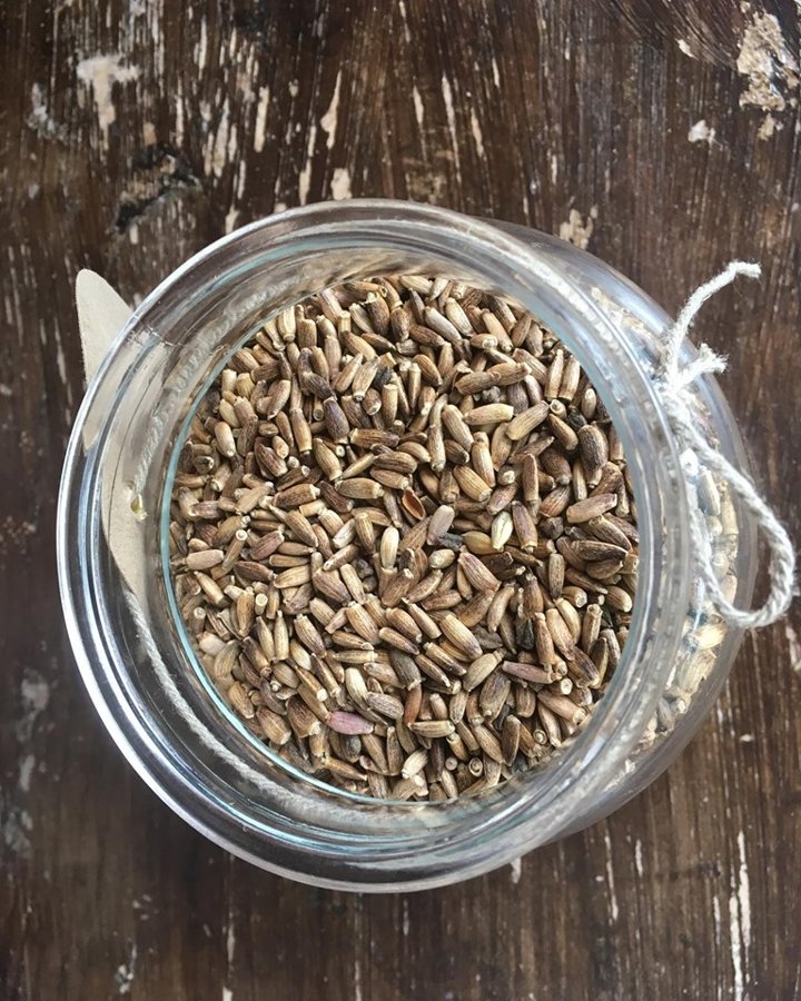 Milk thistle seeds 50g