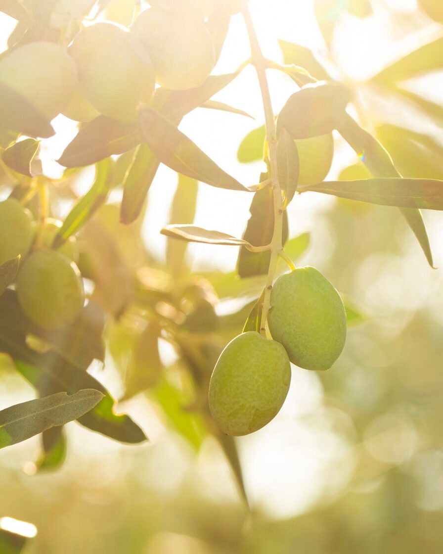 Olīvu ziepes blokā, Marseļas ziepes 300g