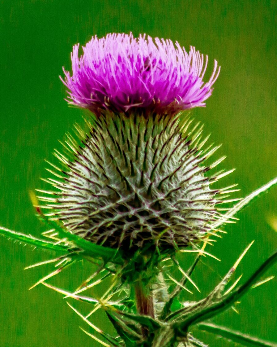 Milk thistle seeds organic 50g