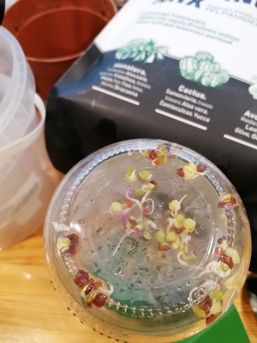 Microgreens sprouting workshop