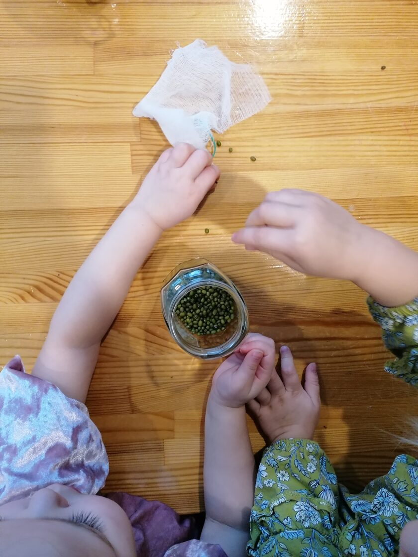 Microgreens sprouting workshop