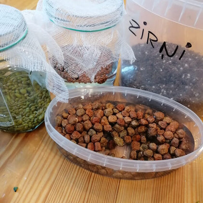 Microgreens sprouting workshop