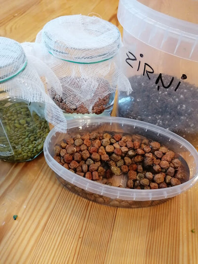 Microgreens sprouting workshop